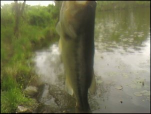 Click image for larger version

Name:	big bass.jpg
Views:	609
Size:	21.4 KB
ID:	3509
