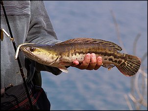 Click image for larger version

Name:	snakehead2.jpg
Views:	583
Size:	160.7 KB
ID:	3771