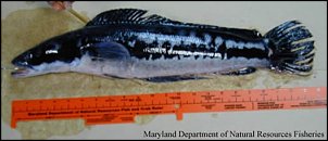 Click image for larger version

Name:	snakehead_fish.jpg
Views:	565
Size:	32.2 KB
ID:	3772