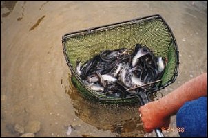 Click image for larger version

Name:	Catfish Stocking.jpg
Views:	1833
Size:	54.7 KB
ID:	5577