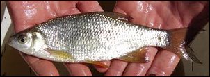 Click image for larger version

Name:	9 inch shiner.jpg
Views:	450
Size:	9.7 KB
ID:	7390