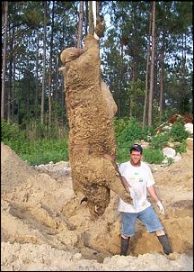 Click image for larger version

Name:	Hogzilla.jpg
Views:	761
Size:	34.3 KB
ID:	7492