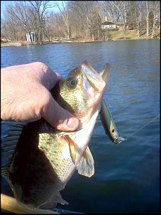 Click image for larger version

Name:	2nd bass 2012.jpg
Views:	251
Size:	49.4 KB
ID:	7701