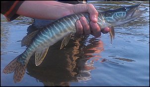 Click image for larger version

Name:	pike - muskie.jpg
Views:	703
Size:	151.5 KB
ID:	8516