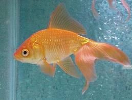 Name:  goldfish.jpg
Views: 601
Size:  8.4 KB