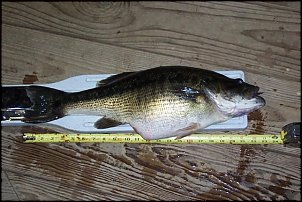 Click image for larger version

Name:	big bass 2 (Small).jpg
Views:	535
Size:	51.5 KB
ID:	884