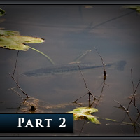 The Definitive Guide to Bed Fishing – Part II