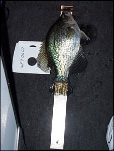 Click image for larger version

Name:	deacon14.5crappie.jpg
Views:	359
Size:	112.3 KB
ID:	1165
