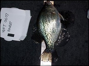 Click image for larger version

Name:	revrat12.5crappie.jpg
Views:	369
Size:	142.9 KB
ID:	1166
