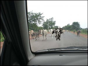 Click image for larger version

Name:	cows.jpg
Views:	426
Size:	79.4 KB
ID:	1759