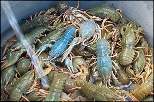 Click image for larger version

Name:	800px-Crayfish-Astacus_astacusP1002890.jpg
Views:	399
Size:	125.8 KB
ID:	1926