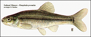Click image for larger version

Name:	fatheadminnow.gif
Views:	529
Size:	113.3 KB
ID:	2013
