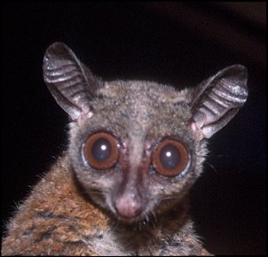 Click image for larger version

Name:	bush baby.jpg
Views:	473
Size:	68.1 KB
ID:	2151