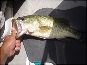 Click image for larger version

Name:	fishing 011.jpg
Views:	763
Size:	456.8 KB
ID:	2945