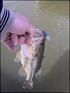 Click image for larger version

Name:	zookers bass.jpg
Views:	381
Size:	88.0 KB
ID:	3144
