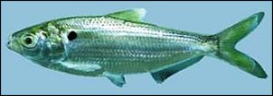Click image for larger version

Name:	threadfin_shad.jpg
Views:	437
Size:	5.9 KB
ID:	4754