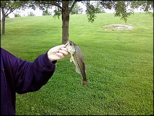 Click image for larger version

Name:	fishing 5.JPG
Views:	379
Size:	449.0 KB
ID:	5121