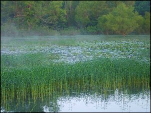 Click image for larger version

Name:	Grass-and-Lillypads.jpg
Views:	479
Size:	62.2 KB
ID:	5257