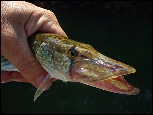 Click image for larger version

Name:	Chain-Pickerel.jpg
Views:	560
Size:	65.7 KB
ID:	5262