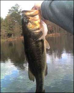 Click image for larger version

Name:	holding bass 11-20.jpg
Views:	254
Size:	28.5 KB
ID:	6000