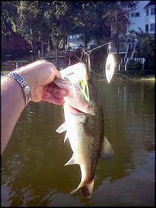 Click image for larger version

Name:	largest bass 8-5-12.jpg
Views:	409
Size:	47.7 KB
ID:	8133