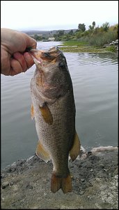 Click image for larger version

Name:	Frogbass2.jpg
Views:	314
Size:	467.2 KB
ID:	8158