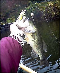 Click image for larger version

Name:	Loomis Bass Oct 2012.jpg
Views:	670
Size:	52.8 KB
ID:	8242