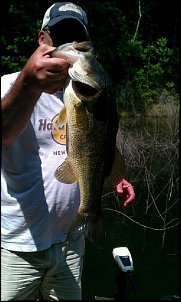 Click image for larger version

Name:	Pond Bass.jpg
Views:	646
Size:	75.1 KB
ID:	8739
