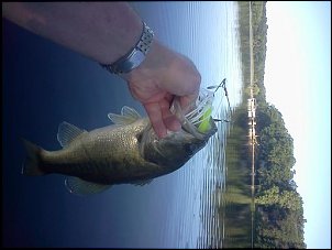Click image for larger version

Name:	flint lake bass.jpg
Views:	619
Size:	29.5 KB
ID:	8841