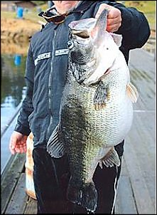 Click image for larger version

Name:	world-record-bass.jpg
Views:	401
Size:	32.8 KB
ID:	959