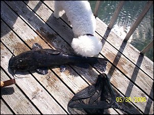 Click image for larger version

Name:	catfish 3 (Small).jpg
Views:	384
Size:	74.9 KB
ID:	973