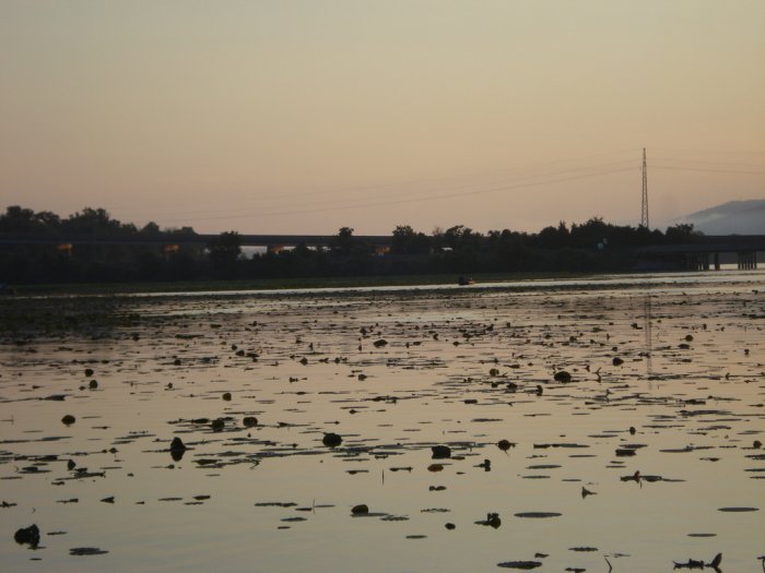 Lily pads